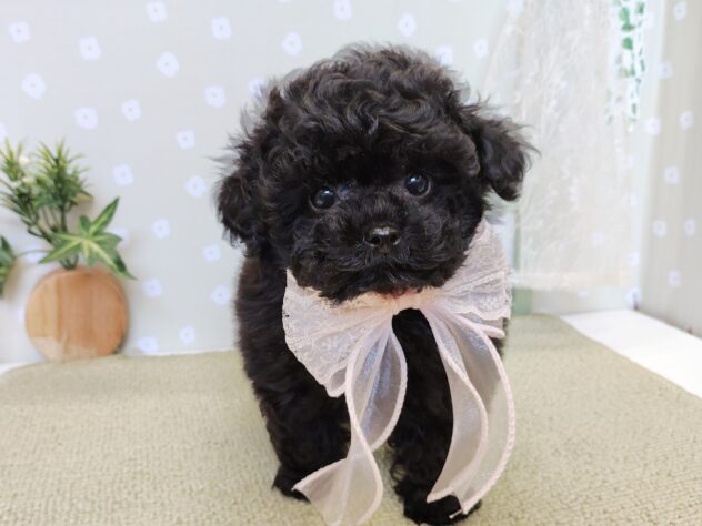 愛媛県のトイプードル(トイ) (アミーゴ松山久米店/2025年12月26日生まれ/女の子/ブラック)の子犬の1枚目の画像