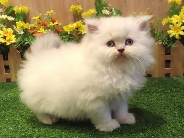 兵庫県のエキゾチック (アミーゴ伊丹店/2025年12月24日生まれ/女の子/シールトーティポイントバイカラー)の子猫の2枚目の画像