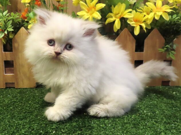 兵庫県のエキゾチック (アミーゴ伊丹店/2025年12月24日生まれ/女の子/シールトーティポイントバイカラー)の子猫の3枚目の画像