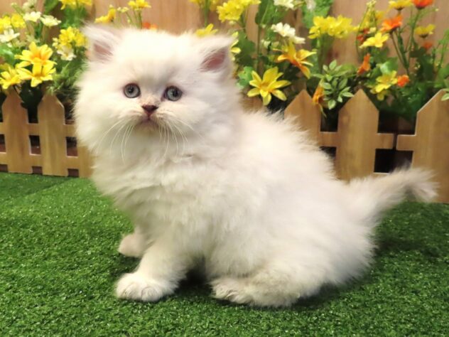 兵庫県のエキゾチック (アミーゴ伊丹店/2025年12月24日生まれ/女の子/シールトーティポイントバイカラー)の子猫の1枚目の画像