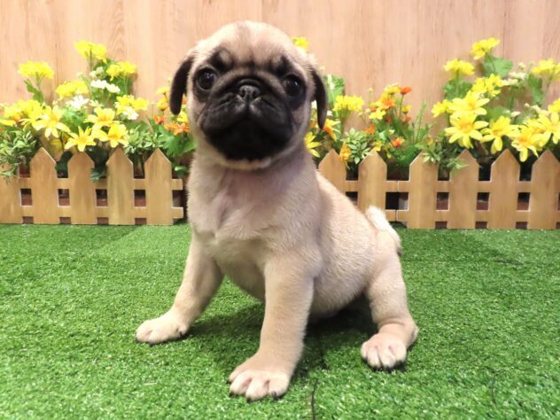 兵庫県のパグ (アミーゴ伊丹店/2026年1月1日生まれ/男の子/フォーン)の子犬の1枚目の画像