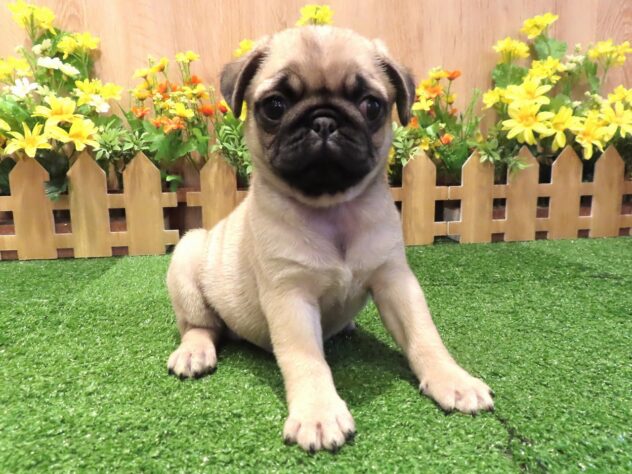 兵庫県のパグ (アミーゴ伊丹店/2026年1月1日生まれ/男の子/フォーン)の子犬の3枚目の画像