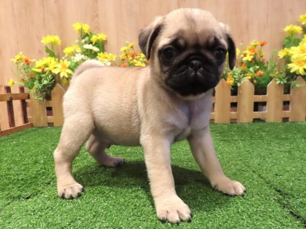 兵庫県のパグ (アミーゴ伊丹店/2026年1月1日生まれ/男の子/フォーン)の子犬の2枚目の画像