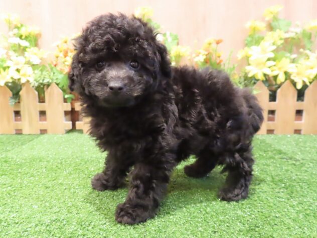 兵庫県のトイプードル(トイ) (アミーゴ伊丹店/2025年12月31日生まれ/男の子/グレー)の子犬の2枚目の画像