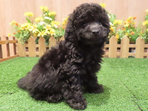 兵庫県のトイプードル(トイ) (アミーゴ伊丹店/2025年12月31日生まれ/男の子/グレー)の子犬の3枚目の画像