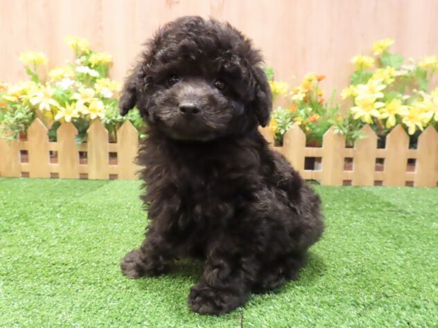 兵庫県のトイプードル(トイ) (アミーゴ伊丹店/2025年12月31日生まれ/男の子/グレー)の子犬の1枚目の画像