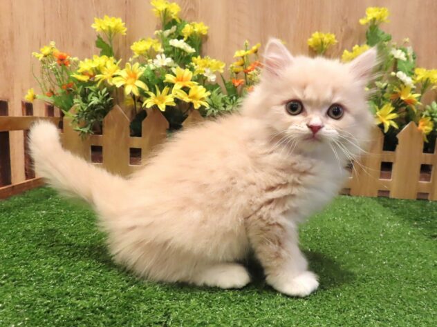 兵庫県のスコティッシュフォールド (アミーゴ伊丹店/2026年1月1日生まれ/男の子/クリームタビーホワイト)の子猫の1枚目の画像