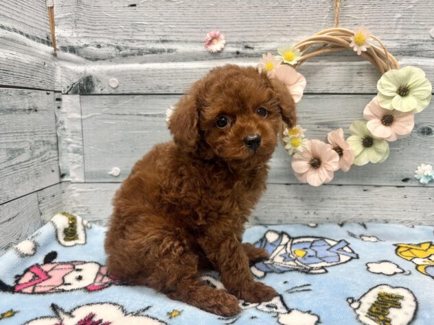 徳島県のトイプードル(トイ) (アミーゴ北島店/2025年12月11日生まれ/男の子/レッドフォーン)の子犬