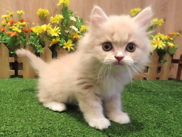 兵庫県のスコティッシュフォールド (アミーゴ伊丹店/2026年1月1日生まれ/男の子/クリームタビーホワイト)の子猫の3枚目の画像