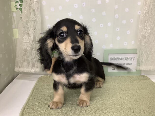 愛媛県のミニチュアダックスフンド(ロング) (アミーゴ松山久米店/2025年12月6日生まれ/女の子/ブラックイエロー)の子犬の1枚目の画像