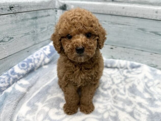 徳島県のトイプードル(トイ) (アミーゴ北島店/2025年12月13日生まれ/女の子/レッド)の子犬の4枚目の画像