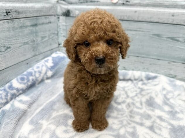 徳島県のトイプードル(トイ) (アミーゴ北島店/2025年12月13日生まれ/女の子/レッド)の子犬の3枚目の画像