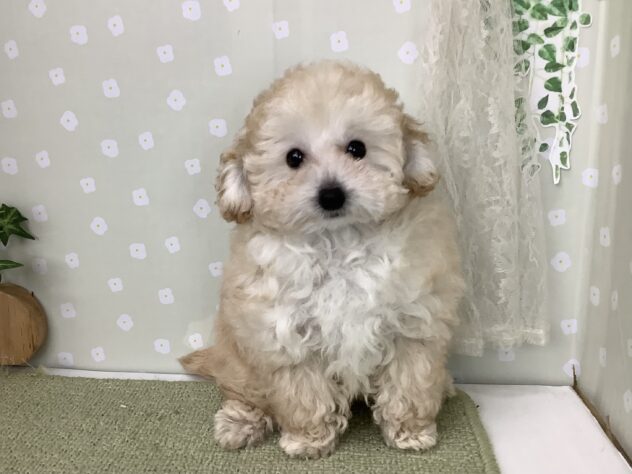 愛媛県のハーフ犬・ミックス犬 (アミーゴ松山久米店/2025年12月7日生まれ/女の子/クリーム)の子犬の1枚目の画像