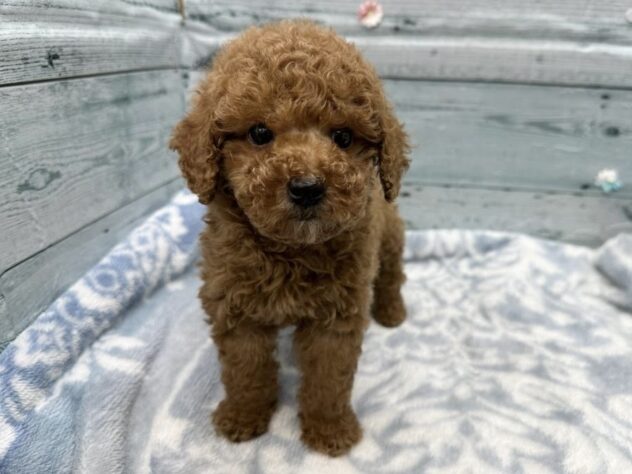 徳島県のトイプードル(トイ) (アミーゴ北島店/2025年12月13日生まれ/女の子/レッド)の子犬の3枚目の画像