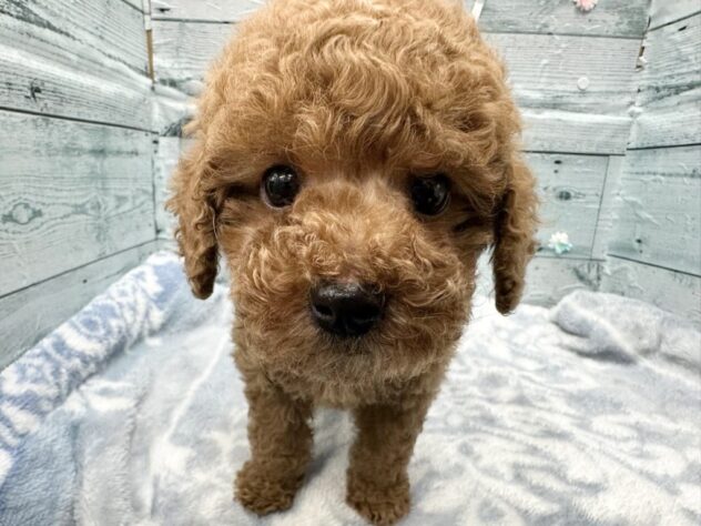 徳島県のトイプードル(トイ) (アミーゴ北島店/2025年12月13日生まれ/女の子/レッド)の子犬の4枚目の画像