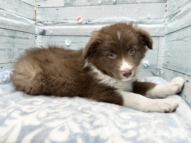 徳島県のボーダーコリー (アミーゴ北島店/2025年12月13日生まれ/女の子/チョコレートホワイト)の子犬の3枚目の画像