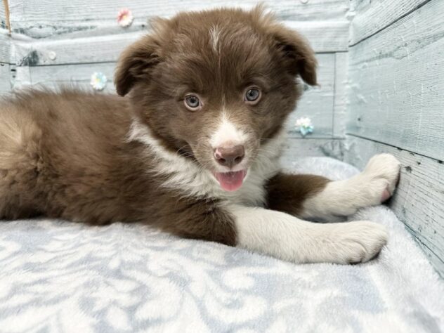 徳島県のボーダーコリー (アミーゴ北島店/2025年12月13日生まれ/女の子/チョコレートホワイト)の子犬の1枚目の画像