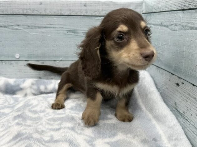 徳島県のミニチュアダックスフンド(ロング) (アミーゴ北島店/2025年12月15日生まれ/男の子/チョコレートタン)の子犬の2枚目の画像