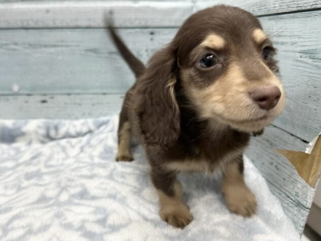 徳島県のミニチュアダックスフンド(ロング) (アミーゴ北島店/2025年12月15日生まれ/男の子/チョコレートタン)の子犬の4枚目の画像