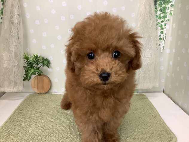 愛媛県のトイプードル(トイ) (アミーゴ松山久米店/2025年12月22日生まれ/女の子/レッドフォーン)の子犬の4枚目の画像