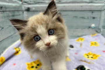 徳島県のラグドール (アミーゴ北島店/2025年12月10日生まれ/男の子/シールポイントバイカラー)の子猫の3枚目の画像