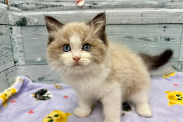 徳島県のラグドール (アミーゴ北島店/2025年12月10日生まれ/男の子/シールポイントバイカラー)の子猫の1枚目の画像