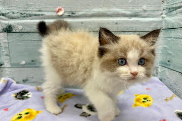 徳島県のラグドール (アミーゴ北島店/2025年12月10日生まれ/男の子/シールポイントバイカラー)の子猫の2枚目の画像