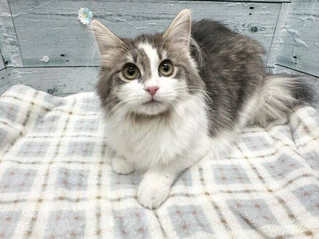 徳島県のノルウェージャンフォレストキャット (アミーゴ北島店/2025年8月20日生まれ/女の子/ブルークラシックタビーホワイト)の子猫の1枚目の画像