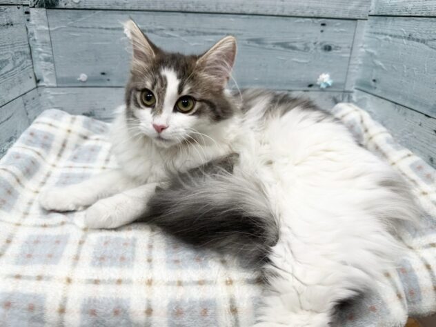 徳島県のノルウェージャンフォレストキャット (アミーゴ北島店/2025年8月20日生まれ/女の子/ブルークラシックタビーホワイト)の子猫の2枚目の画像