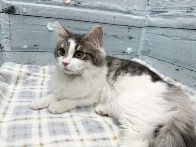 徳島県のノルウェージャンフォレストキャット (アミーゴ北島店/2025年8月20日生まれ/女の子/ブルークラシックタビーホワイト)の子猫の3枚目の画像