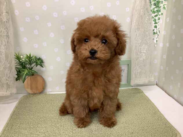 愛媛県のトイプードル(トイ) (アミーゴ松山久米店/2025年12月22日生まれ/女の子/レッドフォーン)の子犬