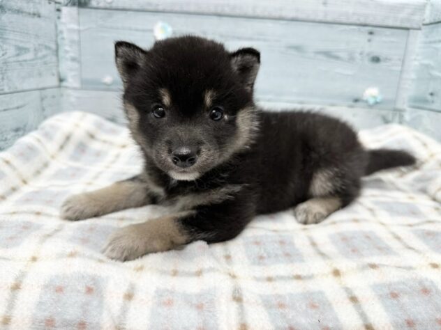 徳島県の豆柴 (アミーゴ北島店/2025年12月21日生まれ/女の子/黒)の子犬の2枚目の画像