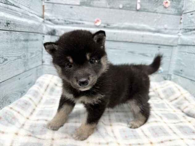 徳島県の豆柴 (アミーゴ北島店/2025年12月21日生まれ/女の子/黒)の子犬の1枚目の画像