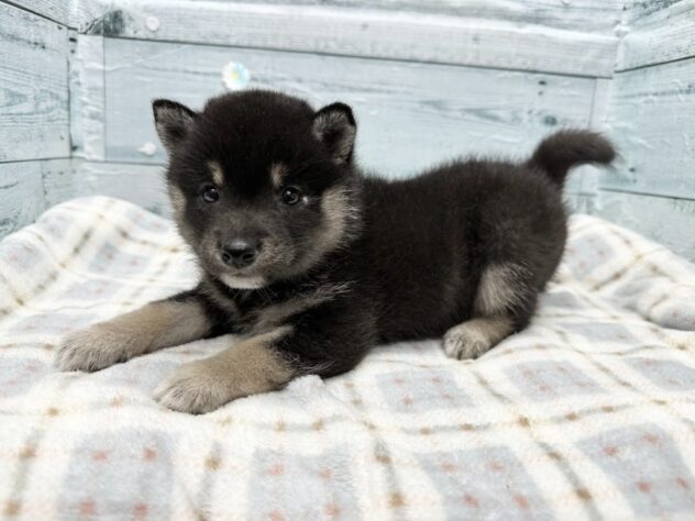 徳島県の豆柴 (アミーゴ北島店/2025年12月21日生まれ/女の子/黒)の子犬の3枚目の画像