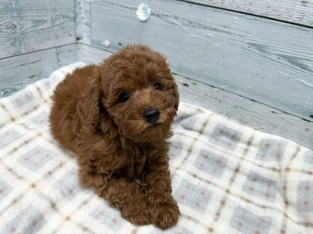 徳島県のトイプードル(トイ) (アミーゴ北島店/2025年12月22日生まれ/男の子/レッド)の子犬の4枚目の画像