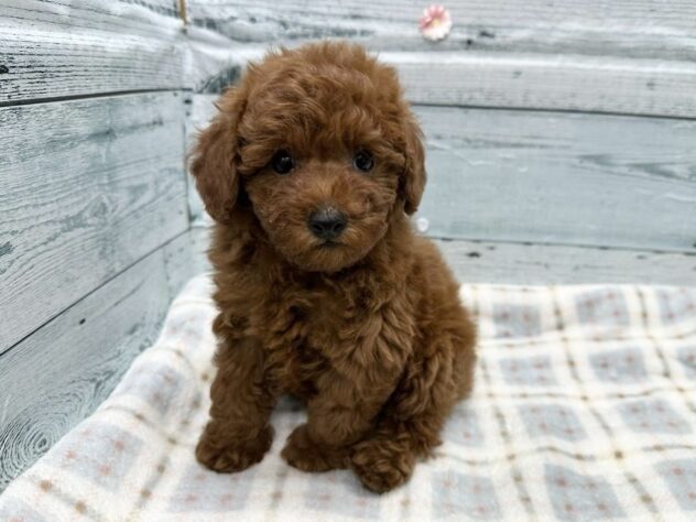 徳島県のトイプードル(トイ) (アミーゴ北島店/2025年12月22日生まれ/男の子/レッド)の子犬の1枚目の画像