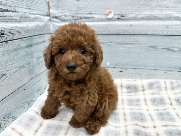 徳島県のトイプードル(トイ) (アミーゴ北島店/2025年12月22日生まれ/男の子/レッド)の子犬の2枚目の画像