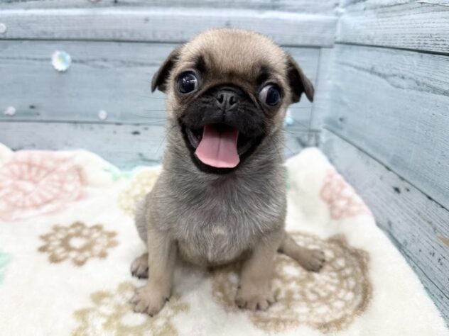徳島県のパグ (アミーゴ北島店/2025年12月19日生まれ/女の子/フォーン)の子犬の1枚目の画像