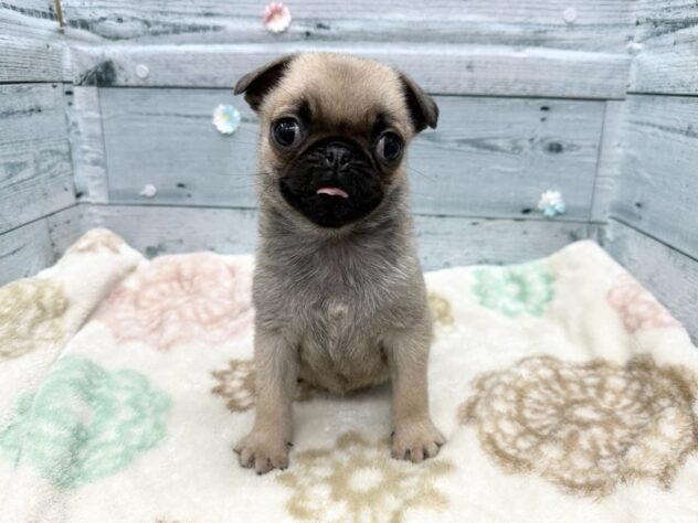 徳島県のパグ (アミーゴ北島店/2025年12月19日生まれ/女の子/フォーン)の子犬の2枚目の画像