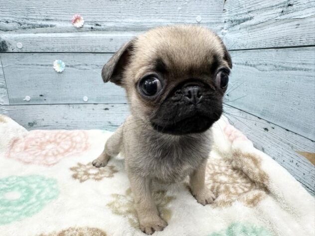徳島県のパグ (アミーゴ北島店/2025年12月19日生まれ/女の子/フォーン)の子犬の4枚目の画像