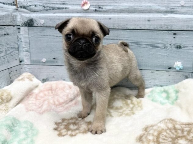 徳島県のパグ (アミーゴ北島店/2025年12月19日生まれ/女の子/フォーン)の子犬の3枚目の画像