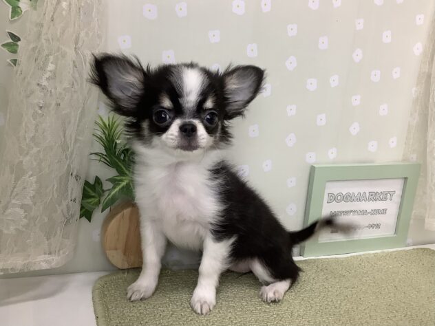 愛媛県のチワワ(ロング) (アミーゴ松山久米店/2025年12月2日生まれ/女の子/ブラックタンホワイト)の子犬の1枚目の画像