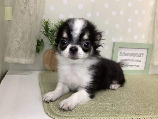 愛媛県のチワワ(ロング) (アミーゴ松山久米店/2025年12月2日生まれ/女の子/ブラックタンホワイト)の子犬の4枚目の画像