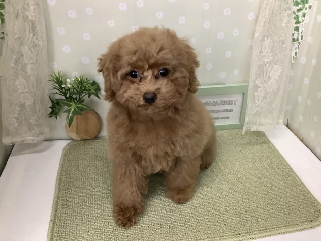 愛媛県のトイプードル(トイ) (アミーゴ松山久米店/2025年11月29日生まれ/男の子/レッド)の子犬の1枚目の画像