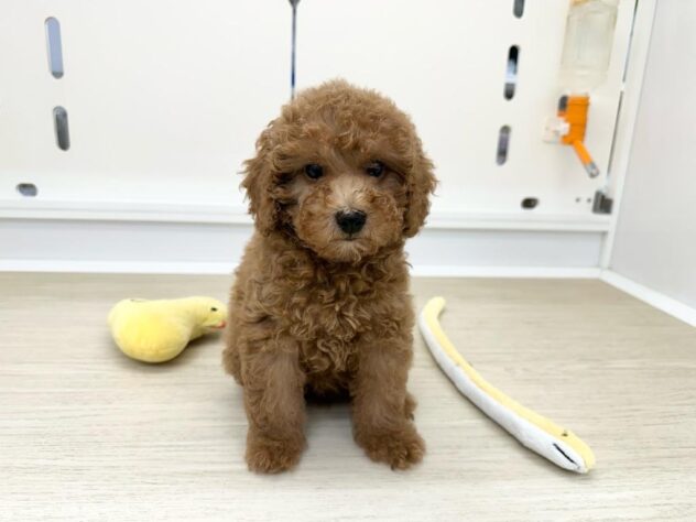 徳島県のトイプードル(トイ) (アミーゴ北島店/2025年12月13日生まれ/女の子/レッド)の子犬の1枚目の画像