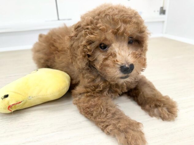 徳島県のトイプードル(トイ) (アミーゴ北島店/2025年12月13日生まれ/女の子/レッド)の子犬の2枚目の画像