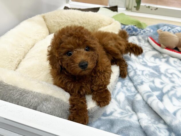 徳島県のトイプードル(トイ) (アミーゴ北島店/2025年12月22日生まれ/男の子/レッド)の子犬の1枚目の画像