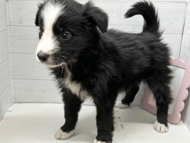 徳島県のボーダーコリー (アミーゴ徳島店/2025年12月8日生まれ/男の子/ブラックホワイト)の子犬の3枚目の画像