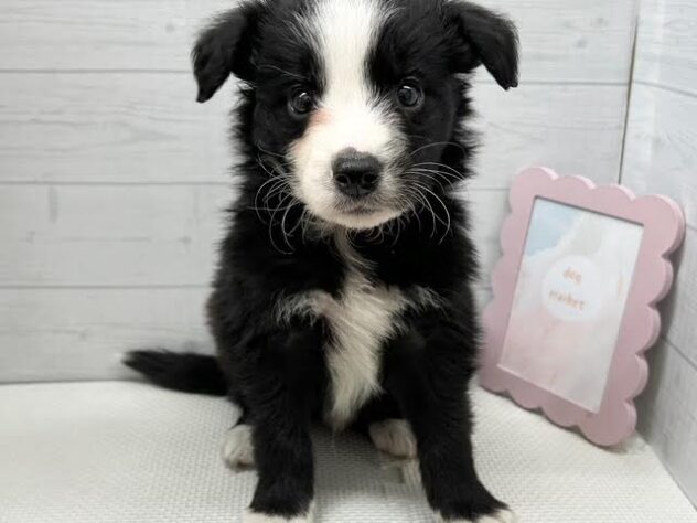 徳島県のボーダーコリー (アミーゴ徳島店/2025年12月8日生まれ/男の子/ブラックホワイト)の子犬の1枚目の画像