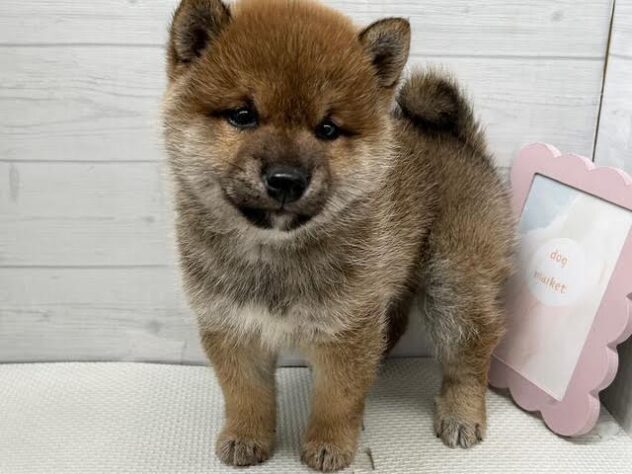 徳島県の豆柴 (アミーゴ徳島店/2025年12月8日生まれ/男の子/赤)の子犬の2枚目の画像